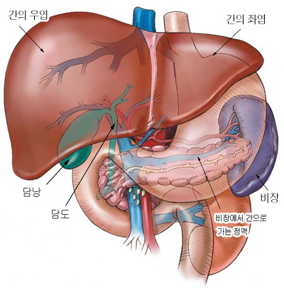 인체 - 간, 간장의 기능