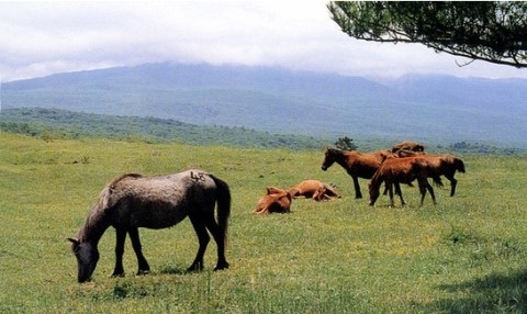 제주의 마스코트, 제주마 - 키 작다고 놀리지 말아요!