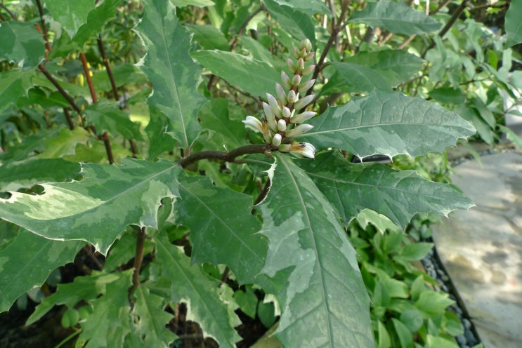 Acanthus ilicifolius아칸서스 이리시포니우스,맹글로브