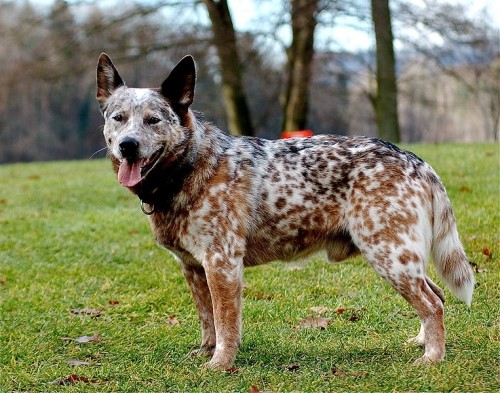 오스트레일리안 캐틀 독( Australian Cattle Dog)-뒤꿈치를 무는 목축견(힐러)