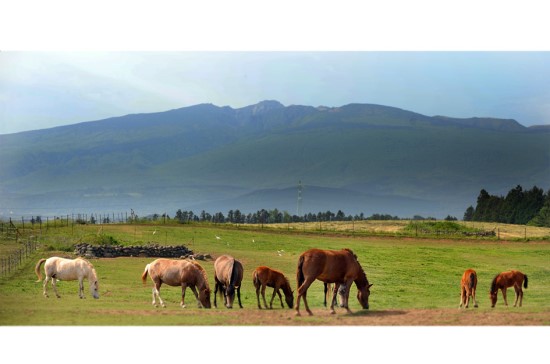 한라산 노루와 제주마