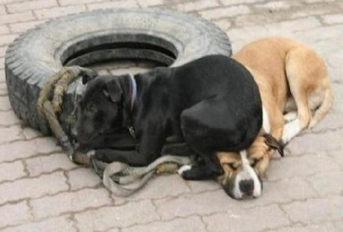 %BB%EC%B7%C1%C1%D6%B0%B3_%BF%F4%B1%E4%B5%BF%B9%B0%B5%E9%BB%E7%C1%F8.jpg?type=w800