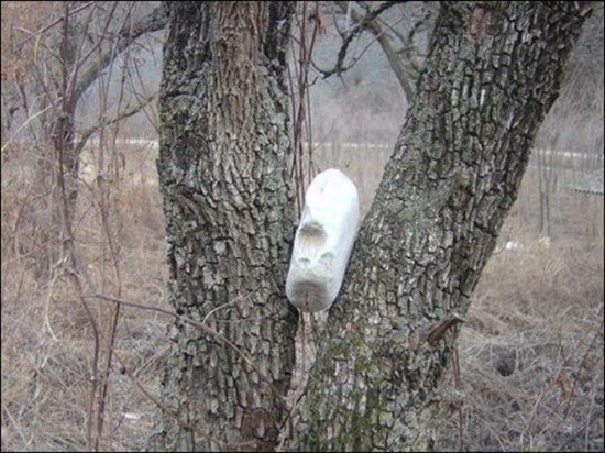 대추나무시집보내기