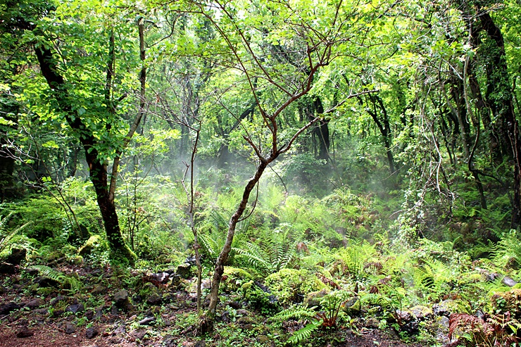 에코랜드, 제주 곶자왈