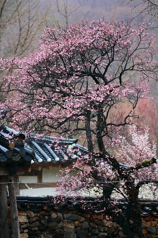 선암사 꽃향기 가득한 태고종의 본산/순천여행