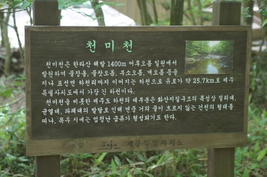 제주 힐링 올레길 샤려니숲길] 치유와 명상숲 사려니 숲길 천미천까지 아발론 웨건과 함께~♪