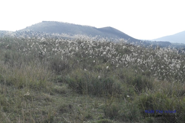 제주 영주산-제주오름여행