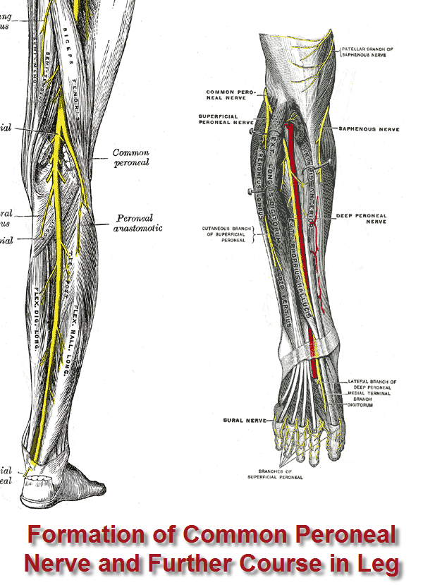common-peroneal-nerve