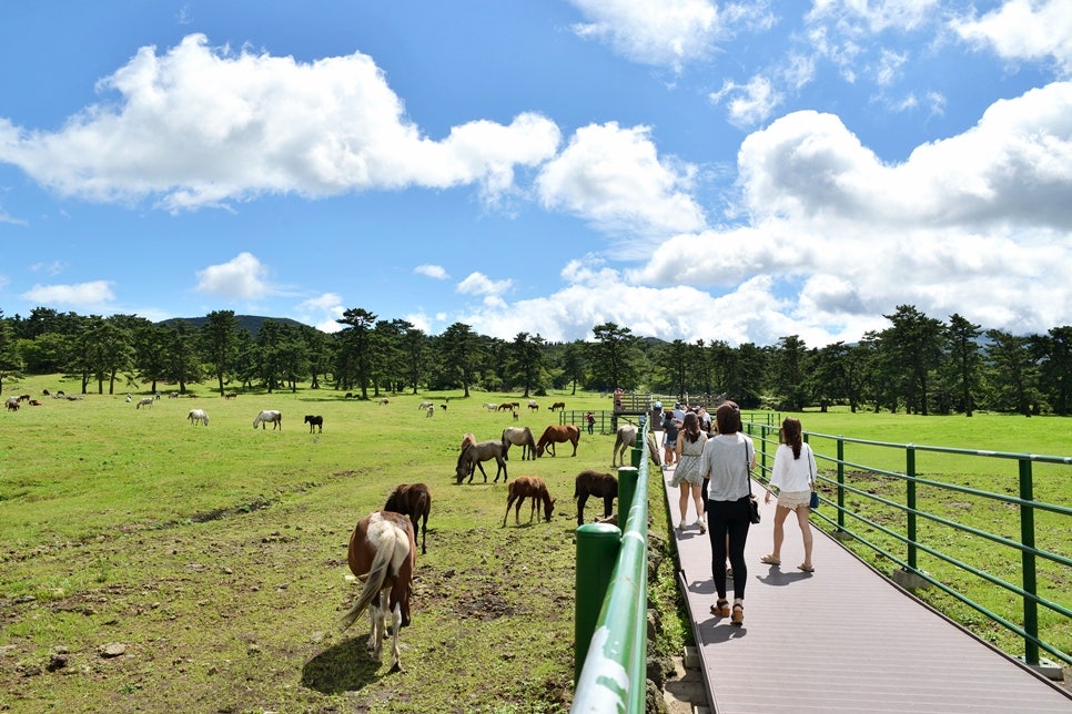 제주마방목지, 제주도 가을여행의 시작